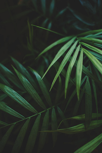 Leaves, Plant, Macro, Palm HD phone wallpaper
