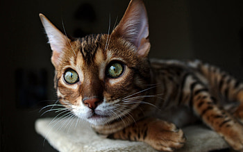 Animals, Cat, Muzzle, Sight, Opinion, Ears, Watch, To Watch HD wallpaper