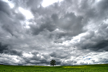 Landscape, Nature, Clouds, Wood, Tree, Meadow HD wallpaper