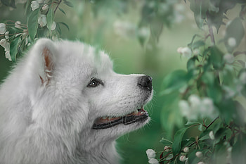 Animal, samoyed HD wallpaper