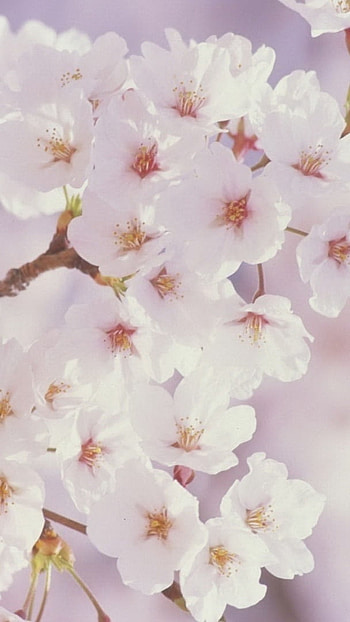 Spring Flowers, White Spring, Flowers HD phone wallpaper