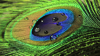 Regal elegance, Vibrant plumage, Dazzling display, Nature's masterpiece HD wallpaper