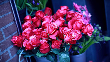 Flowers, Roses, Wall, Lot, Pot HD wallpaper