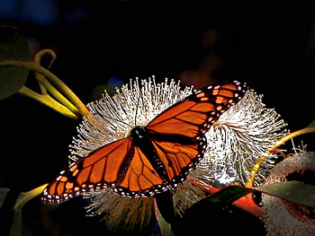Spread wings, white, black, butterfly, Monarch, orange HD wallpaper