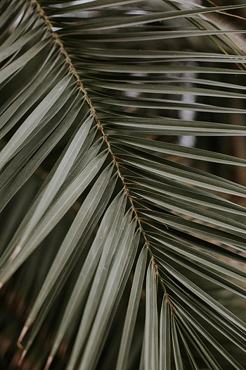 Macro, Palm, Sheet, Leaf, Branch HD phone wallpaper
