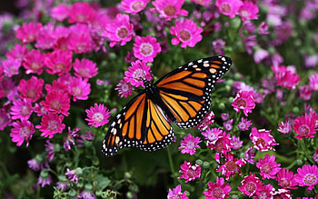 Flowers, Plant, Macro, Butterfly HD wallpaper