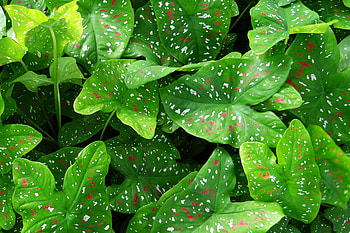 Nature, Leaves, Plant, Caladium, Kaladium HD wallpaper