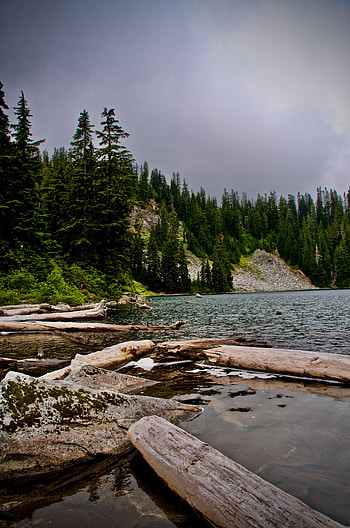 Nature, Water, Stones, Fir, Spruce, Logs HD phone wallpaper