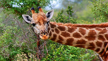 Stunning giraffe portrait, Imposing stature, Natural beauty HD wallpaper