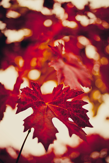 Autumn, Macro, Blur, Maple Leaf HD phone wallpaper
