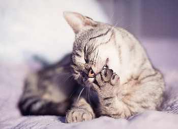 Animals, Cat, Muzzle, Wash Up, Wash, Paw HD wallpaper