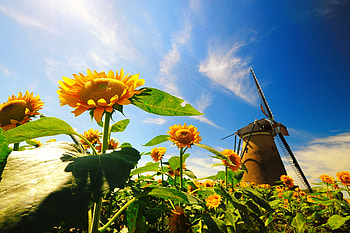 Sunflowers sky, summer, sunflowers, mill, sky, beautiful HD wallpaper