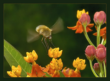 spring work, wild flowers, incect, yellow, red, work, beautiful, spring, orange HD wallpaper