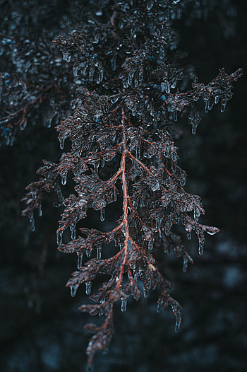 Ice, Plant, Macro, Branch, Frost HD phone wallpaper