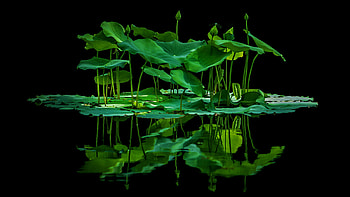 Lotus Flower, reflection, flower, nature, water, lotus HD wallpaper