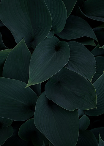 Plant, green-dark leaves, close up HD phone wallpaper