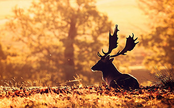 Deer, deer, forest, animals HD wallpaper