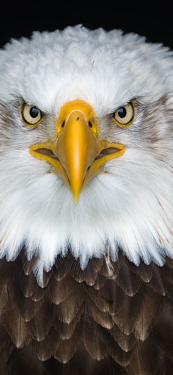 Eagle, Birds HD phone wallpaper