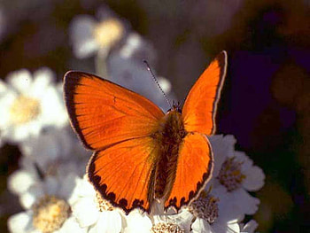Summer light;), sunshine, white, butterfly, flowers, orange HD wallpaper