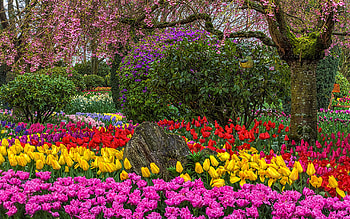 Roozengaarde Flower Garden, Mount Vernon, Washington State, tulips, spring, blossoms, colors, trees, usa HD wallpaper