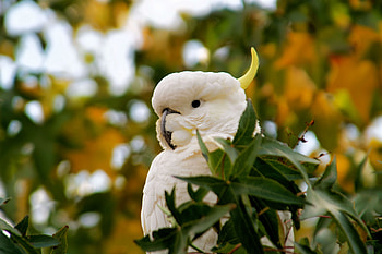 Cockatoo beauty, High-definition , Graceful bird HD wallpaper