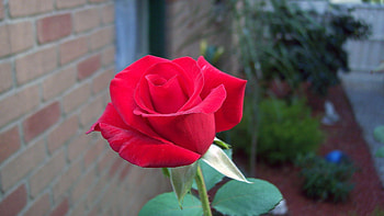 Plants, Flowers, Roses HD wallpaper