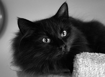 Animals, Cat, Fluffy, Muzzle, Sight, Opinion HD wallpaper