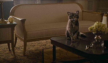 Pantalaimon, animal, the golden compass, fantasy, movie, cat HD wallpaper