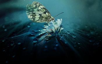 Beautiful Butterfly Nature, nature, butterfly, drop HD wallpaper
