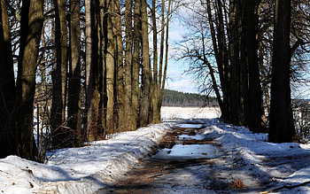 Nature, Trees, Snow, Forest, Path, Spring HD wallpaper