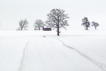 A tranquil snowy landscape with frosty trees and a wooden cabin in winter. HD wallpaper
