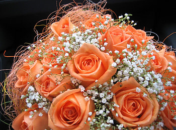 Flowers, Roses, Registration, Typography, Bouquet, Gypsophilus, Gipsophile, Tenderness HD wallpaper
