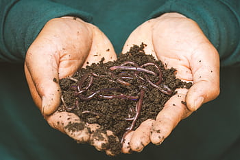 Close-up of hands holding earthworms in fertile soil, symbolizing natural composting. HD wallpaper