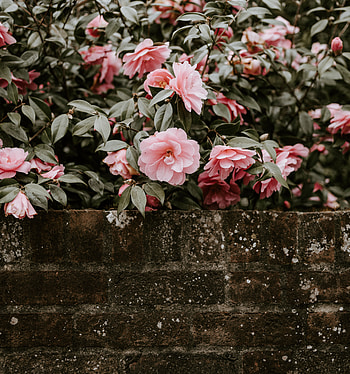 Flowers, Bush, Bloom, Flowering, Wall HD phone wallpaper