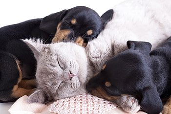So tired!, dog, animal, black, cat, pisica, puppy, paw, caine, sleep HD wallpaper