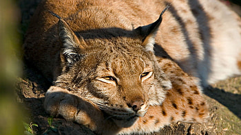 Animals, Iris, Muzzle, Nice, Sweetheart, Sleep, Dream HD wallpaper