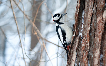 Animals, Bird, Wood, Tree, Woodpecker HD wallpaper