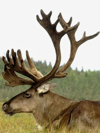Caribou, Deer poster, Wildlife art, Hunting inspiration HD phone wallpaper