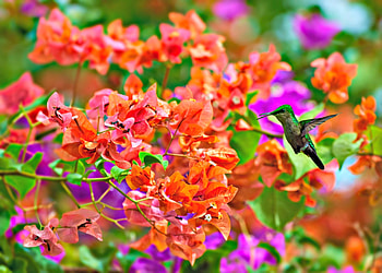Humming Birds, Animals, Orange, Flowers, Purple HD wallpaper