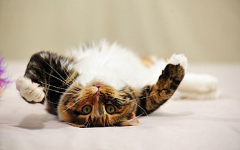 Animals, Cat, To Lie Down, Lie, Spotted, Spotty, Playful HD wallpaper