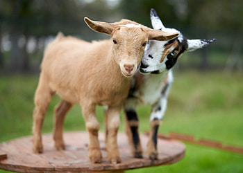 Funny goat moments, Captivating goat , Amusing goat antics, Laughter-inducing goat HD wallpaper