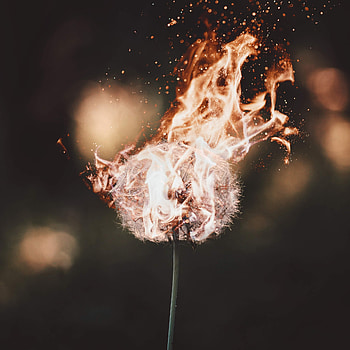 Fire, Flame, Miscellanea, Miscellaneous, Dandelion, Fuzz, Fluff HD phone wallpaper
