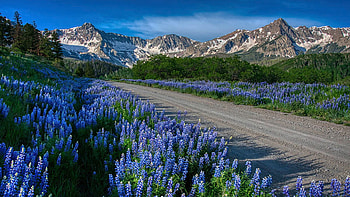 Lupine Lane below the Dallas Divide outside Ridgeway, texas, road, mountains, usa, blossoms HD wallpaper