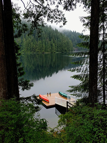 Nature, Trees, Lake, Reflection, Pier, Forest HD phone wallpaper