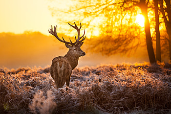 Deer In Forest, deer, forest, animals HD wallpaper