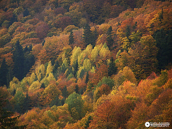 Autumn Colours, leaves, trees, colours, nature, forest, beauty, places, tree HD wallpaper