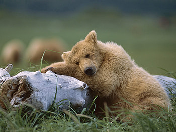 Animals, Young, To Lie Down, Lie, Bear, Joey, Log HD wallpaper
