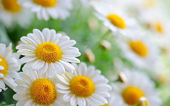 Plants, Camomile HD wallpaper