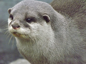 Asian Short-clawed Otter Close-Up, Otter, Short-clawed Otter, Asian Short-clawed Otter, Asian Otter HD wallpaper
