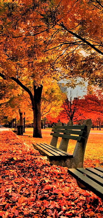Autumn mobile , Nature scenes, Fall foliage, Seasonal beauty HD phone wallpaper